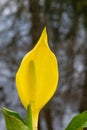 Western skunk-cabbage Lysichiton americanus, yellow flower with spadix in close-up Royalty Free Stock Photo